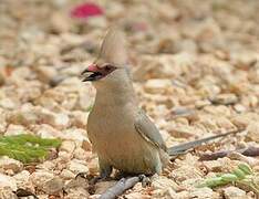 Blue-naped Mousebird