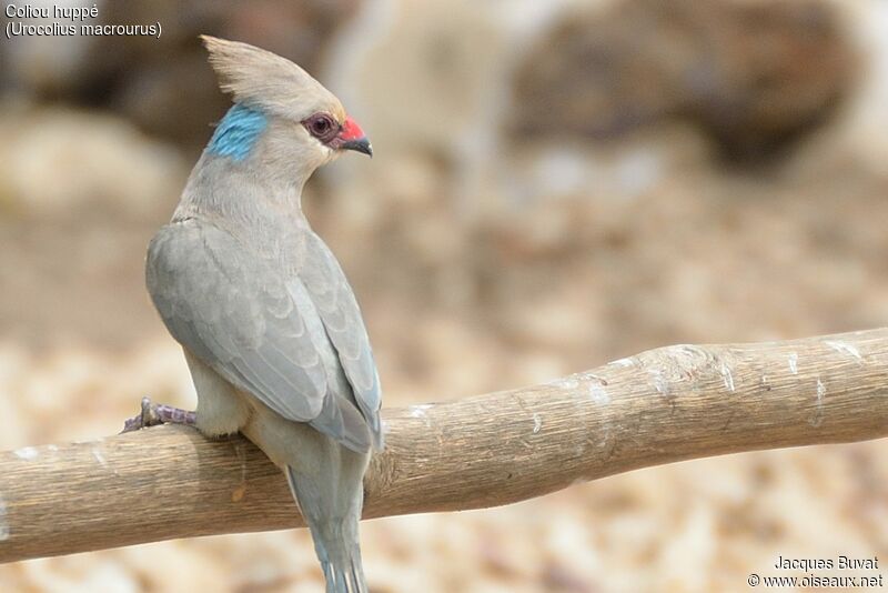 Blue-naped Mousebirdadult