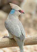 Blue-naped Mousebird
