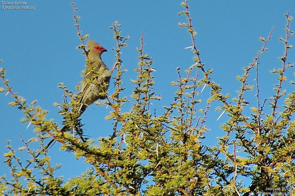 Red-faced Mousebirdadult