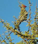 Red-faced Mousebird