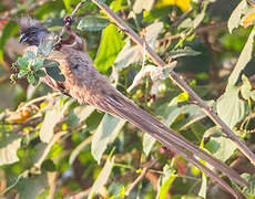 Speckled Mousebird