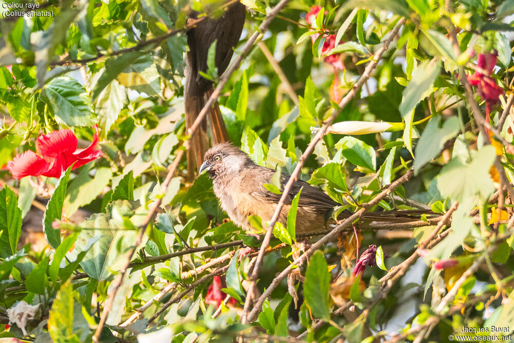 Speckled Mousebirdadult