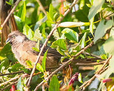 Speckled Mousebird