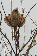 Speckled Mousebird