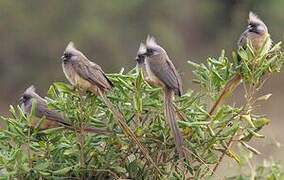 Speckled Mousebird