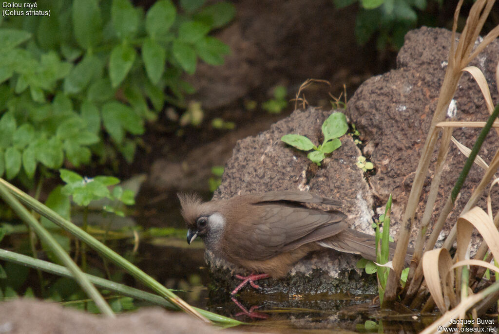 Speckled Mousebirdadult, habitat, aspect, pigmentation, drinks