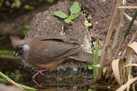 Speckled Mousebird