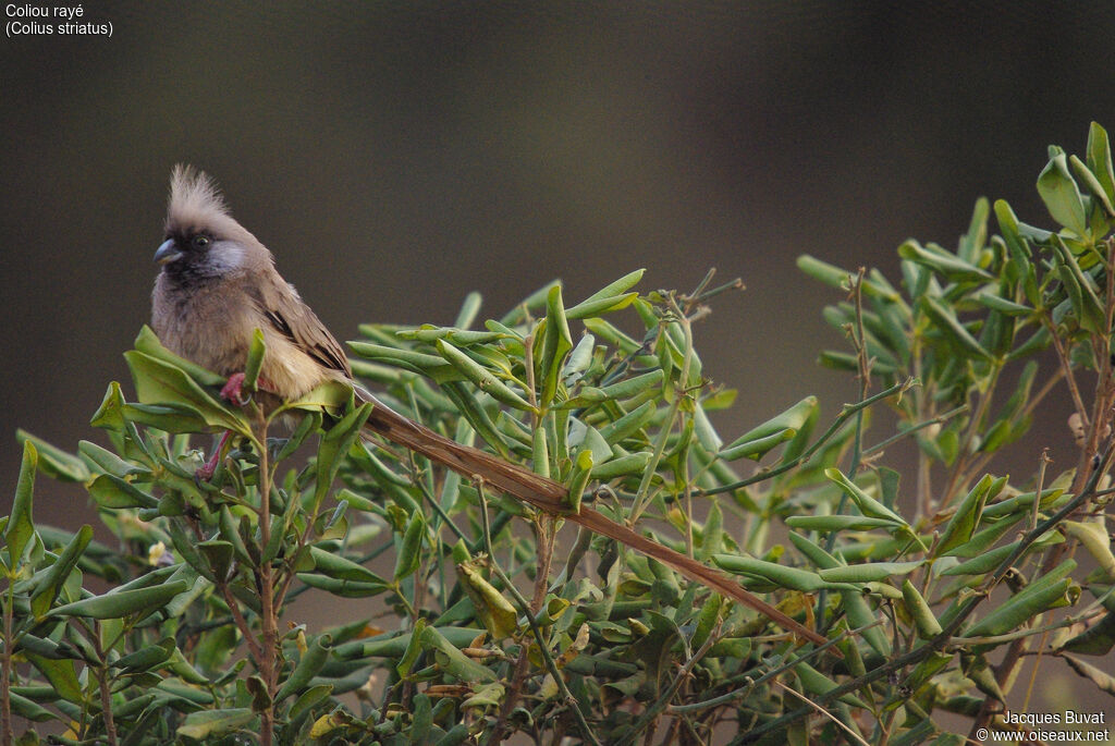 Speckled Mousebirdadult, habitat, aspect, pigmentation