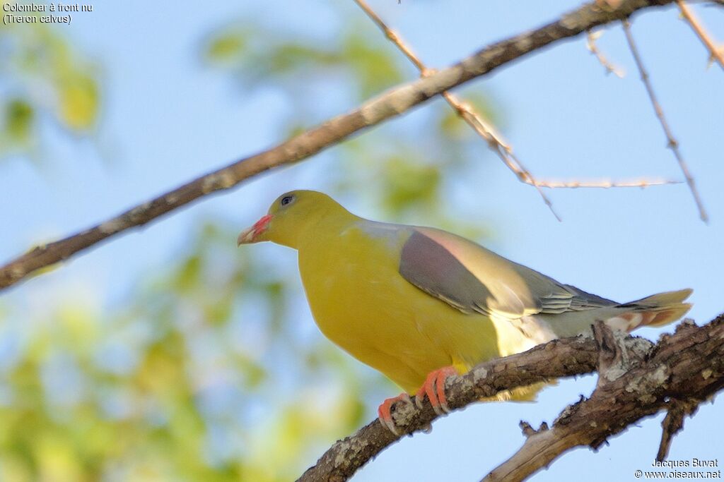 African Green Pigeon