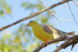 African Green Pigeon