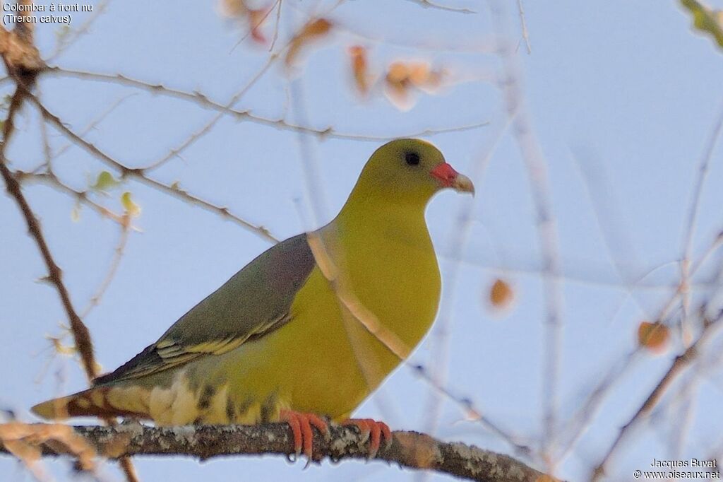 African Green Pigeonadult