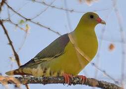 African Green Pigeon