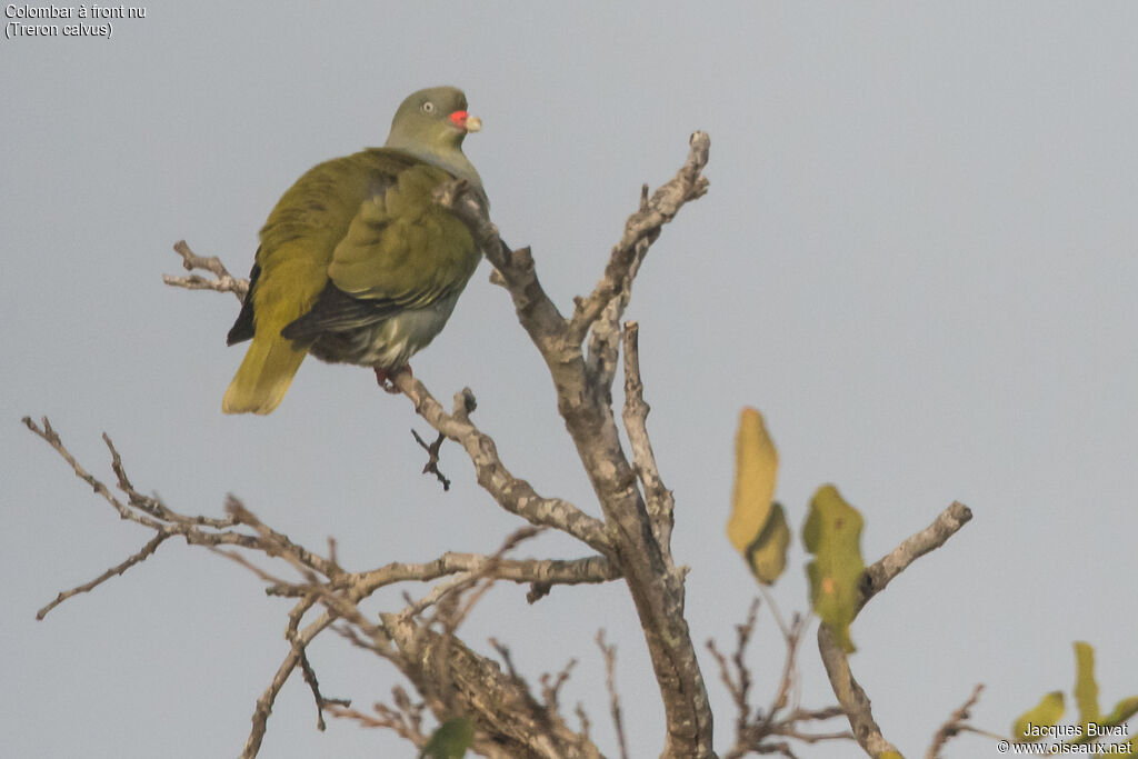 African Green Pigeonadult