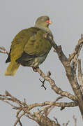 African Green Pigeon