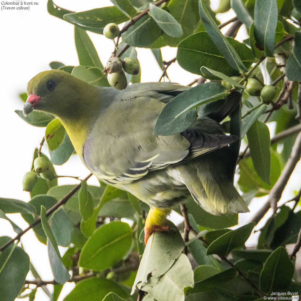 African Green Pigeonadult, habitat, aspect, pigmentation