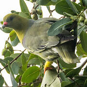 African Green Pigeon