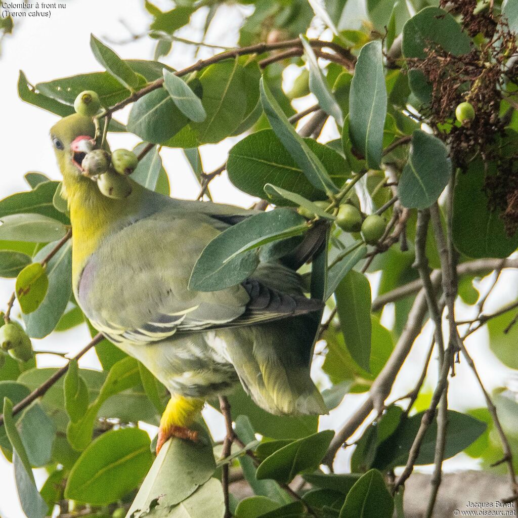 Colombar à front nuadulte, habitat, composition, pigmentation, mange