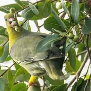 African Green Pigeon