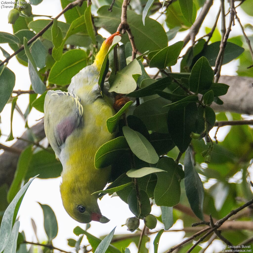 African Green Pigeonadult, identification, aspect, pigmentation, eats