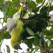 African Green Pigeon