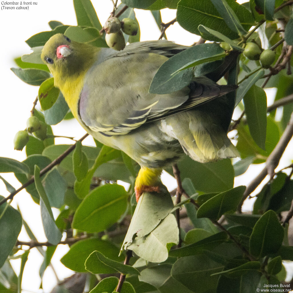 African Green Pigeonadult, close-up portrait, aspect, pigmentation, feeding habits, eats