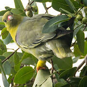 African Green Pigeon