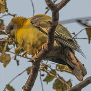 Yellow-footed Green Pigeon