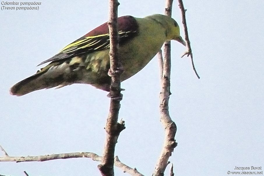 Sri Lanka Green Pigeon, identification, close-up portrait, aspect, pigmentation