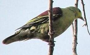 Sri Lanka Green Pigeon