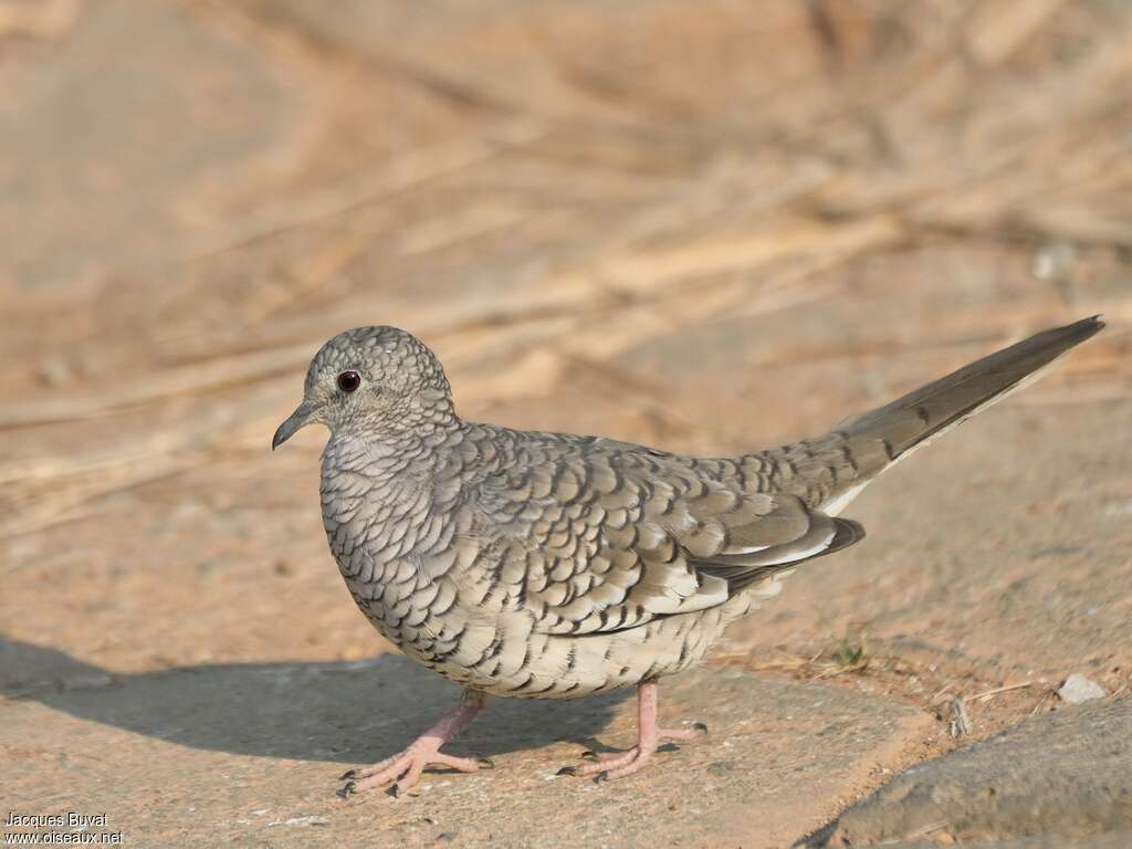 Colombe écailléeadulte, identification