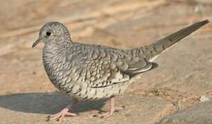 Scaled Dove