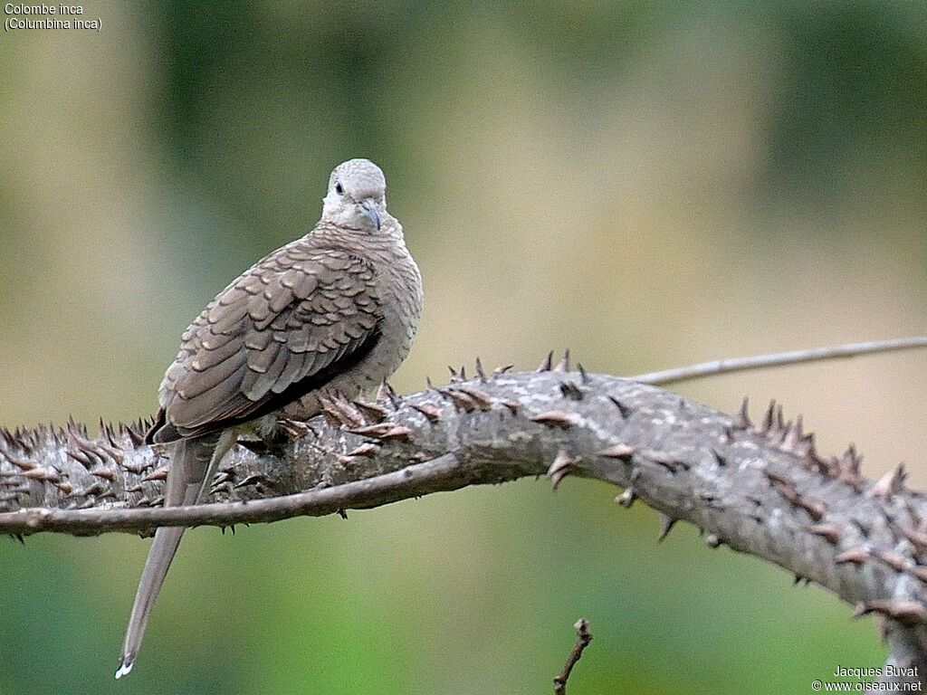 Inca Doveadult breeding, close-up portrait, aspect, pigmentation