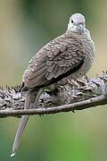 Inca Dove