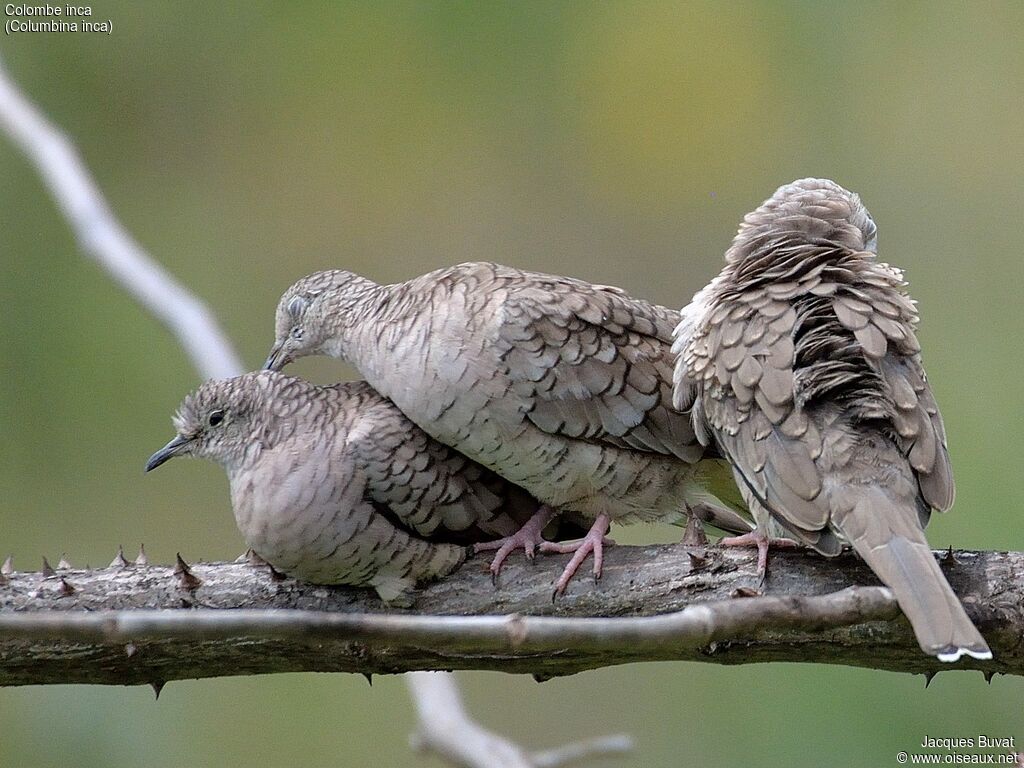 Inca Doveadult breeding, care, aspect, pigmentation, Behaviour