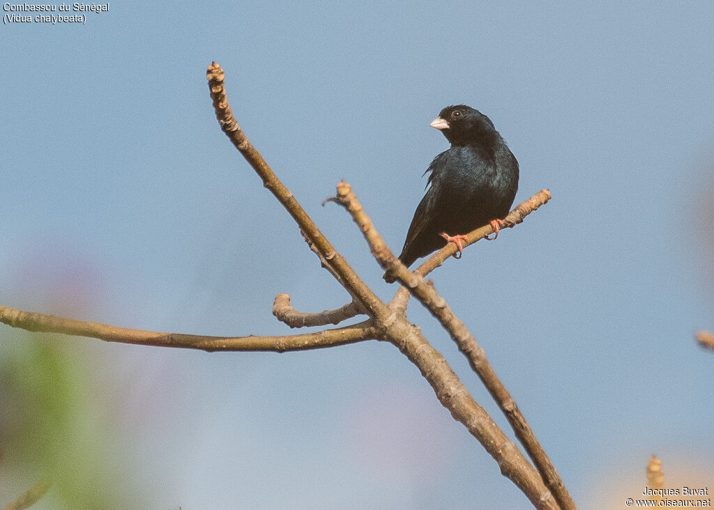 Village Indigobird male adult breeding