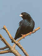 Village Indigobird