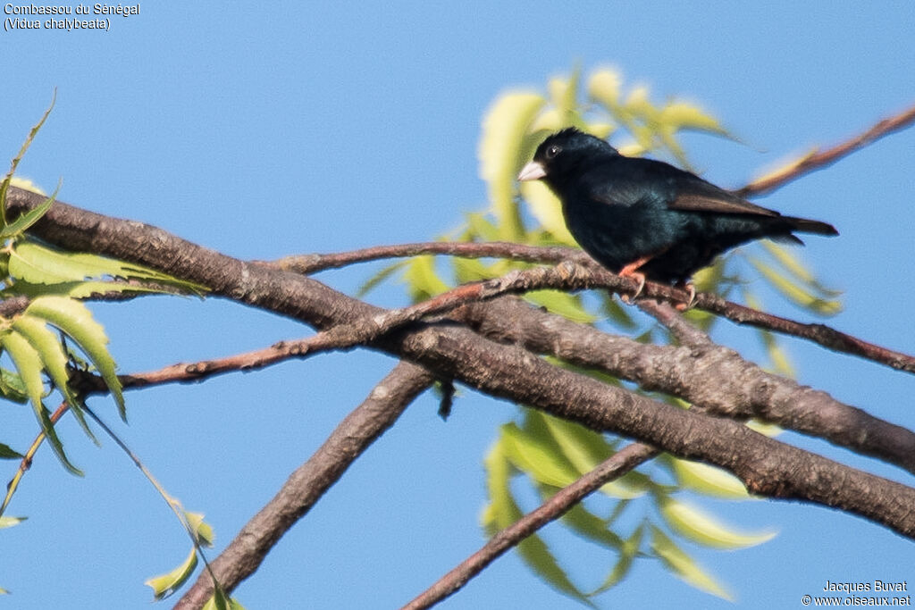 Village Indigobird male adult breeding