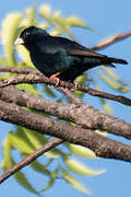 Village Indigobird