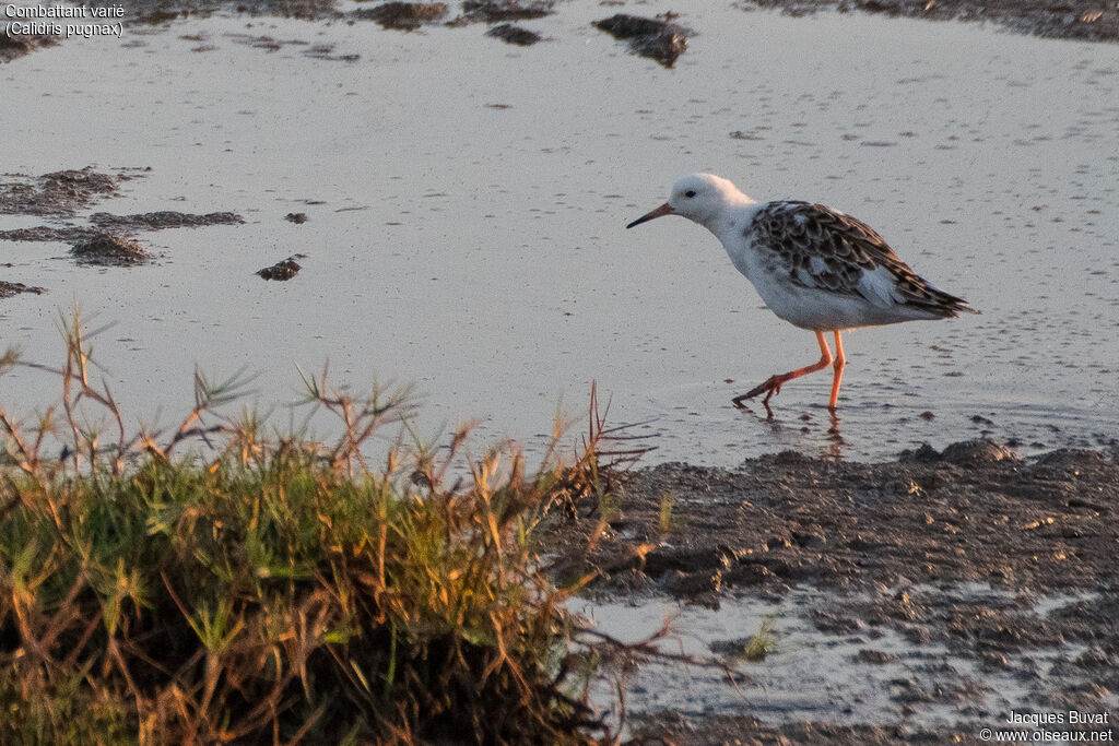 Ruff male adult post breeding, identification, habitat, aspect, pigmentation, walking, fishing/hunting