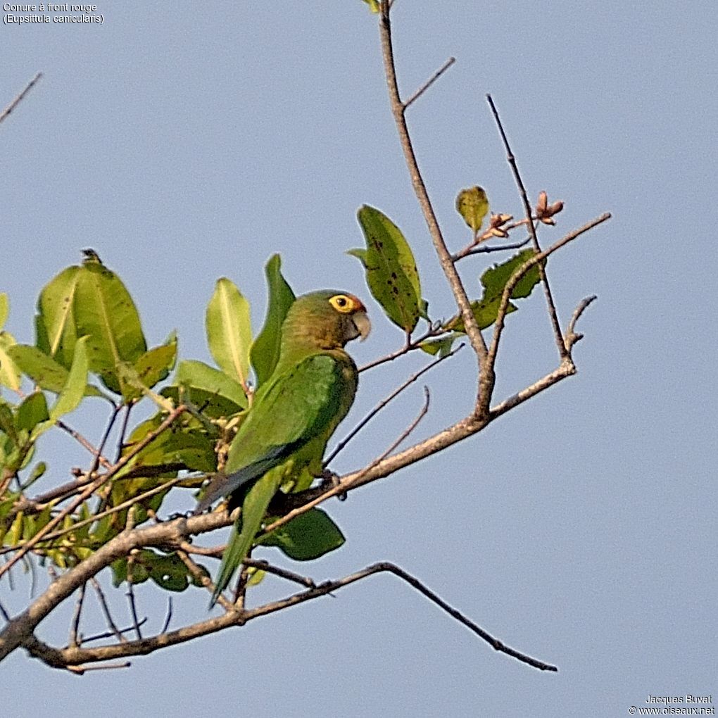 Conure à front rougeadulte, habitat, composition, pigmentation