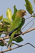 Orange-fronted Parakeet