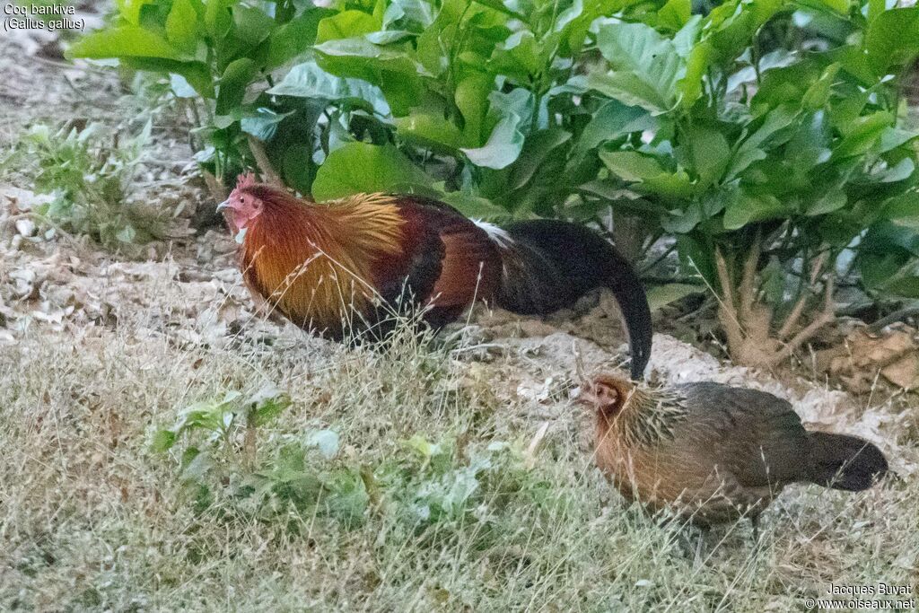 Red Junglefowladult, habitat, aspect, pigmentation