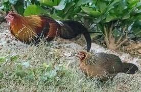 Red Junglefowl