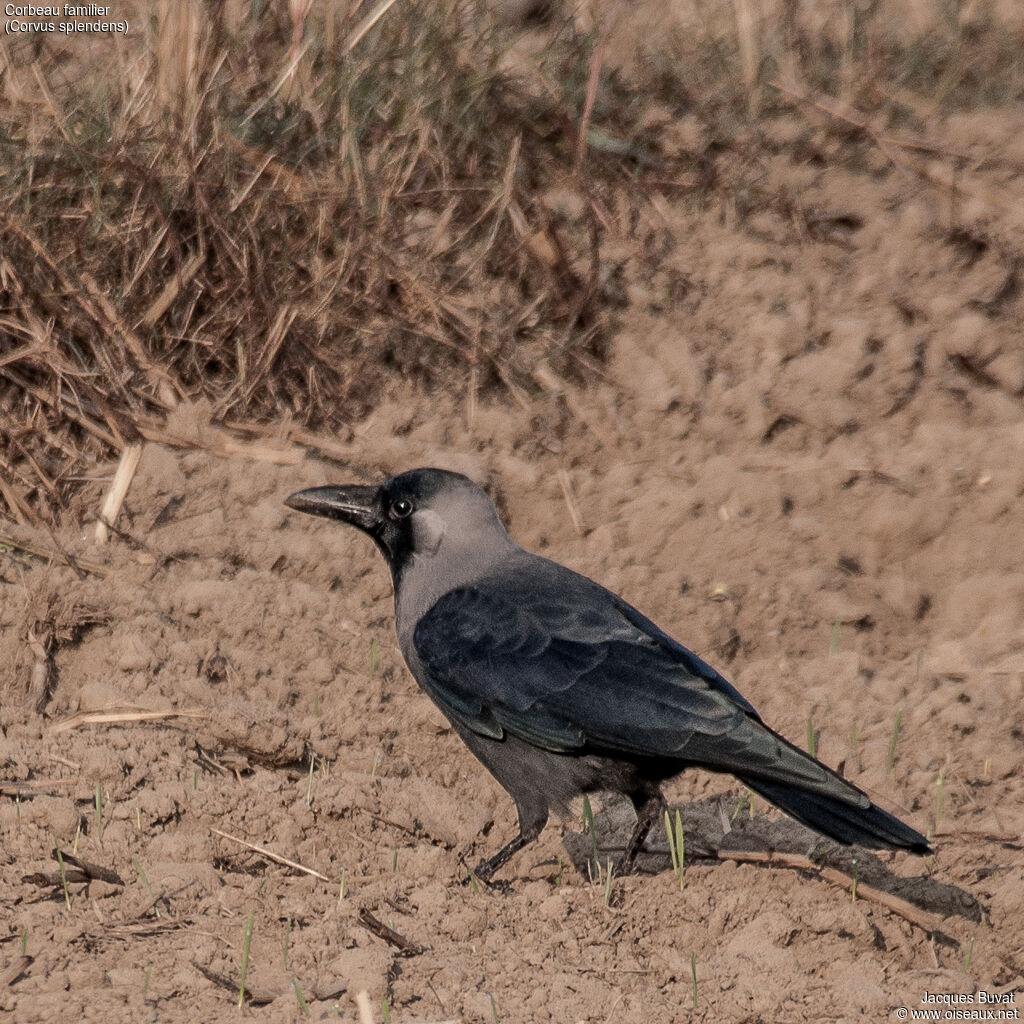 Corbeau familieradulte, portrait, composition, pigmentation