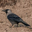 Corbeau familier