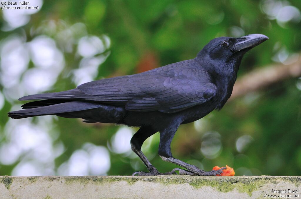 Indian Jungle Crowadult