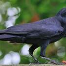 Corbeau indien