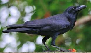 Indian Jungle Crow