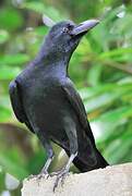 Indian Jungle Crow